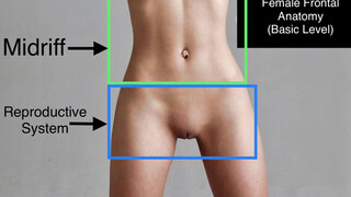 4. Female Frontal Anatomy – fully shown