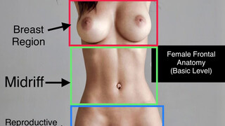 2. Female Frontal Anatomy – fully shown