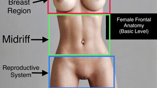 3. Female Frontal Anatomy – fully shown