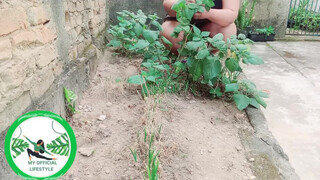 5. Physalis Are Ripe Ready To Harvest