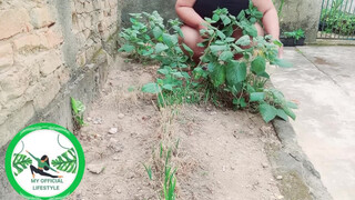 Physalis Are Ripe Ready To Harvest