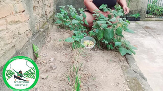 6. Physalis Are Ripe Ready To Harvest
