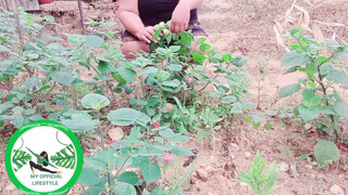 1. Physalis Are Ripe Ready To Harvest