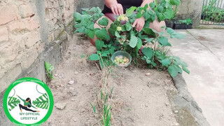 7. Physalis Are Ripe Ready To Harvest