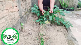 8. Physalis Are Ripe Ready To Harvest