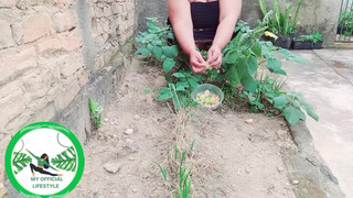 9. Physalis Are Ripe Ready To Harvest