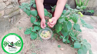 10. Physalis Are Ripe Ready To Harvest