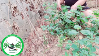 2. Physalis Are Ripe Ready To Harvest