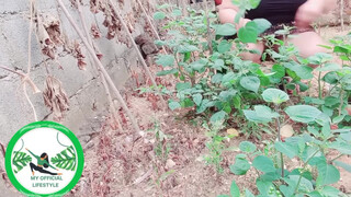 3. Physalis Are Ripe Ready To Harvest