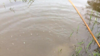 7. Amazing girl Fishing, Khmer Real Life Fishing At Siem Reap Cambodia starts at 1:23 and throughout