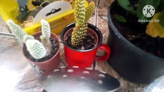 4. Pussy in mirror reflection.