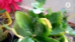 Pussy in mirror reflection.