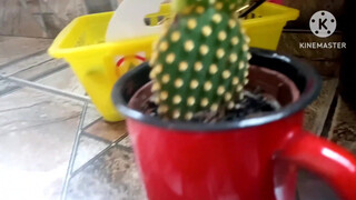 1. Pussy in mirror reflection.