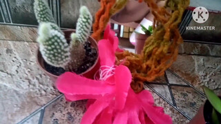 8. Pussy in mirror reflection.