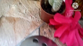 9. Pussy in mirror reflection.