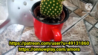 10. Pussy in mirror reflection.