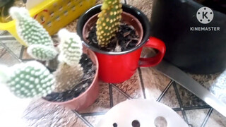 2. Pussy in mirror reflection.