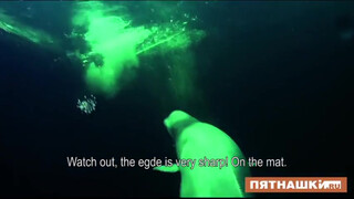 6. Swimming naked with dolphins