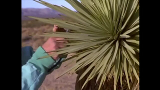 5. Pandora Peaks (2001)