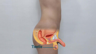 9. Anatomy of a real man, visual examination of the male genitalia (Danieltp2002)