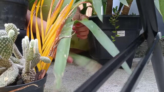 4. Kauane Mello : Slip at 7:42