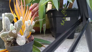 5. Kauane Mello : Slip at 7:42