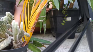 Kauane Mello : Slip at 7:42