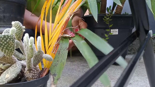 6. Kauane Mello : Slip at 7:42