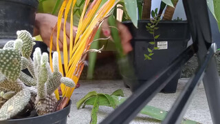 7. Kauane Mello : Slip at 7:42