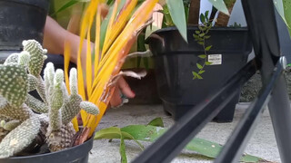 8. Kauane Mello : Slip at 7:42