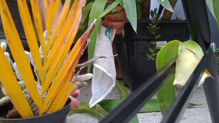 10. Kauane Mello : Slip at 7:42