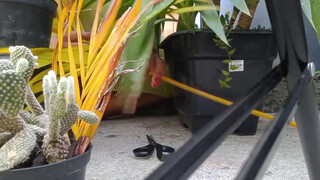 2. Kauane Mello : Slip at 7:42