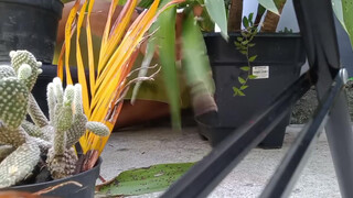 3. Kauane Mello : Slip at 7:42