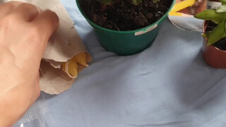 1. Mirror from start