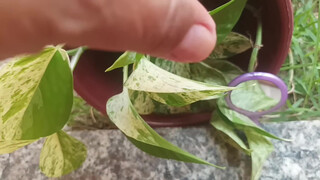 4. Really, every environment is perfect, with plants