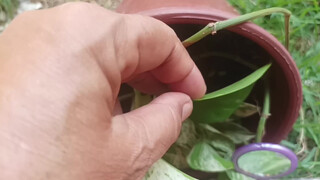 5. Really, every environment is perfect, with plants