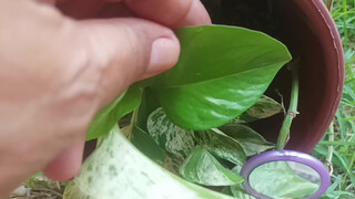 Really, every environment is perfect, with plants