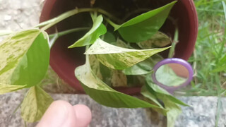 6. Really, every environment is perfect, with plants