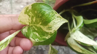 1. Really, every environment is perfect, with plants