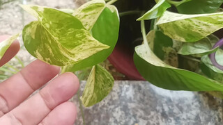 7. Really, every environment is perfect, with plants