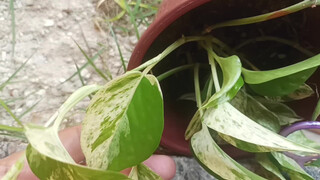 2. Really, every environment is perfect, with plants