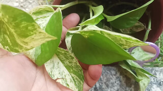 3. Really, every environment is perfect, with plants