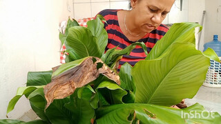 4. podando meu lírio da paz asiste até o final detalhes surpreendente