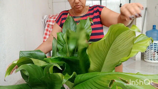 podando meu lírio da paz asiste até o final detalhes surpreendente