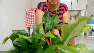 6. podando meu lírio da paz asiste até o final detalhes surpreendente