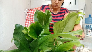 7. podando meu lírio da paz asiste até o final detalhes surpreendente