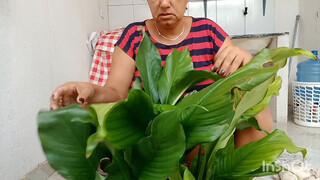 8. podando meu lírio da paz asiste até o final detalhes surpreendente