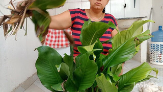 10. podando meu lírio da paz asiste até o final detalhes surpreendente