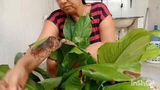 2. podando meu lírio da paz asiste até o final detalhes surpreendente