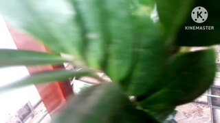 4. pink